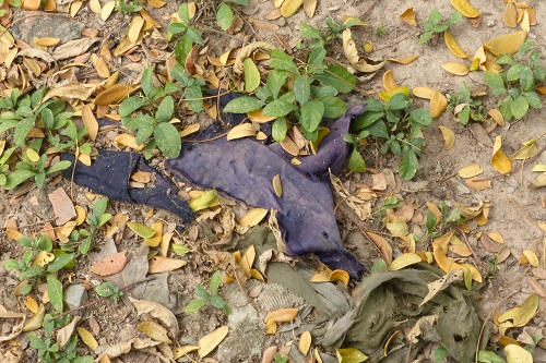 Navy blue victim's clothing in grave at Choeung Ek Killing Fields, Phnom Penh, Cambodia