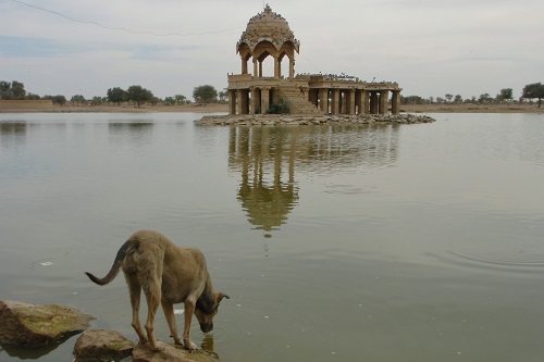 Dog drinking from reservoir in Jaisalmer, India