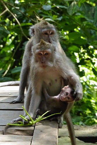 Baby monkey and parents at Ubud Monkey Forest, Bali