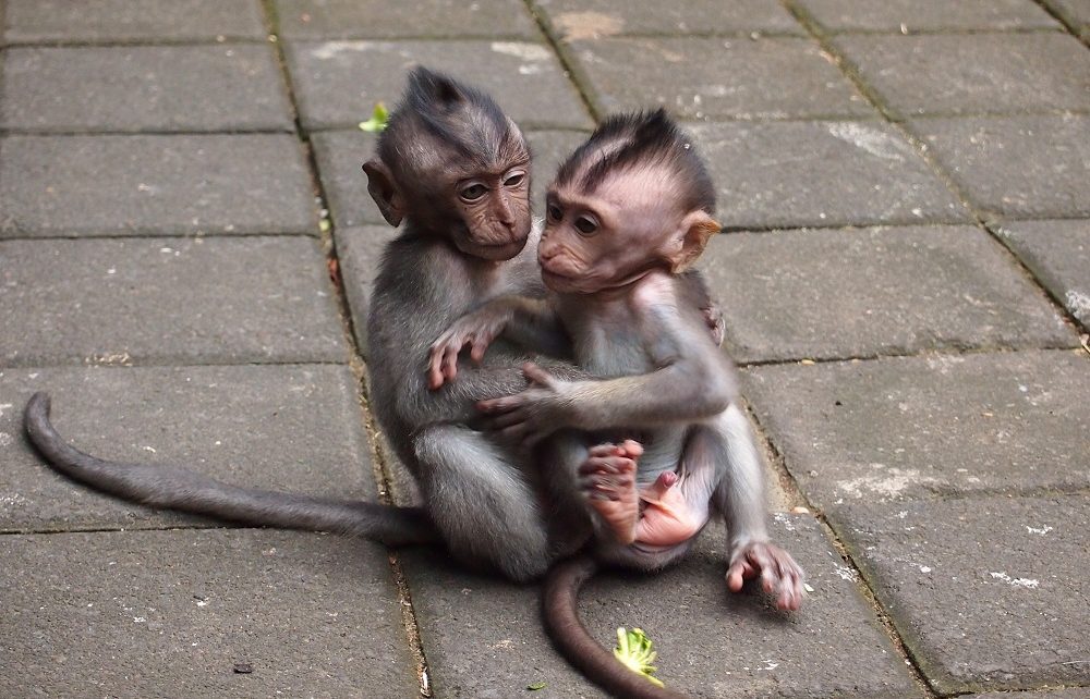 Baby macaques playing at Ubud Monkey Forest, Bali