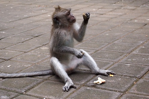 Monkey inspecting a large seed at Ubud Monkey Forest, Bali