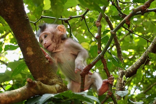 Baby monkey climbing in tree at Ubud Monkey Forest, Bali