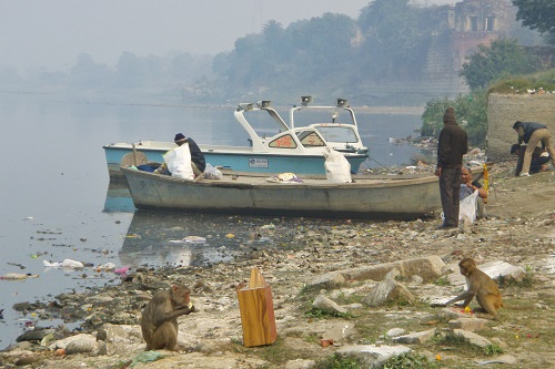 Monkeys by litter filled Yamuna River in Agra, India