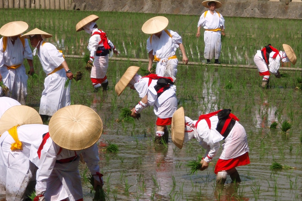 Japanese in traditional dress planting rice in paddy during Otaue Shinji in Osaka, Japan