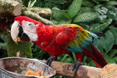 Parrot on a perch at the Blanco Museum in Ubud, Bali