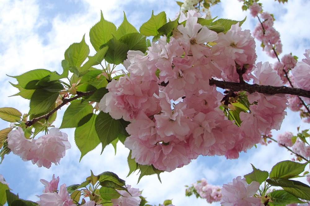 Double petaled pink cherry blossom during Torinuke in Osaka, Japan