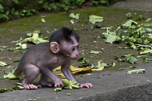 Crouching baby monkey at Ubud Monkey Forest, Bali