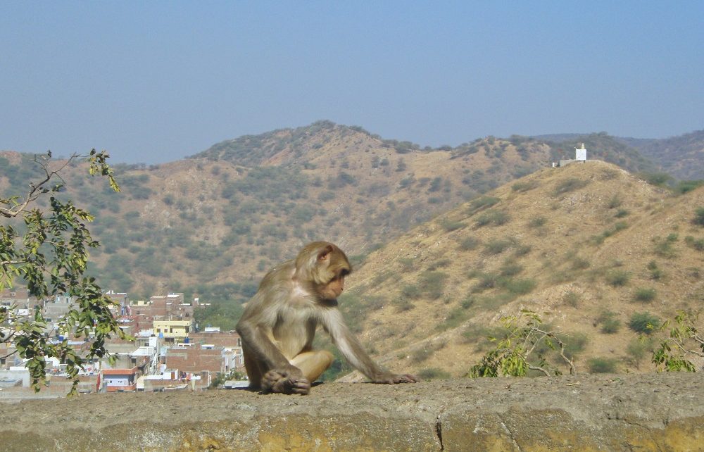 Monkey sitting on a wall with view of Aravalli Hills and Jaipur city behind