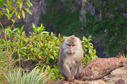 Monkey sitting by a bush on edge of crater at Mount Batur in Bali, Indonesia