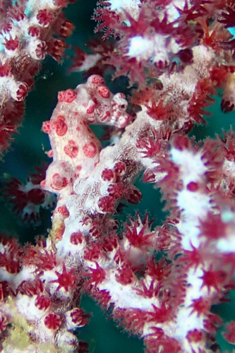 Pygmy Seahorse in coral at Menjangan Island, Bali, Indonesia
