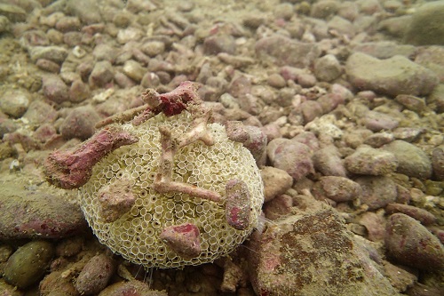 Flower urchin covered in broken coral seen diving in Nha Trang, Vietnam