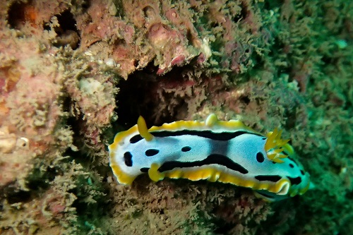 Chromodoris nudibranch seen diving in Nha Trang, Vietnam