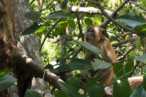 Monkey in the mangrove trees in Krabi town, Thailand