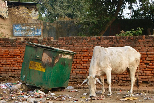 Cow eating rubbish in Agra, India