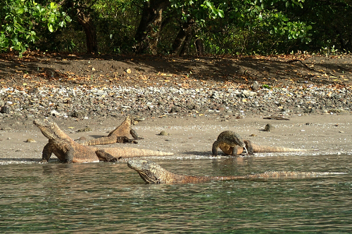 Komodo dragons swimming and walking on beach on Rinca Island, Indonesia