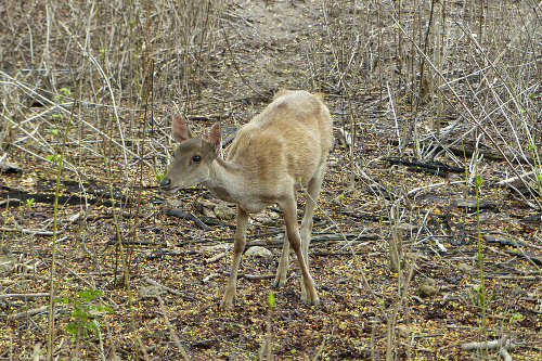 Fawn in forest in Komodo National Park, Indonesia