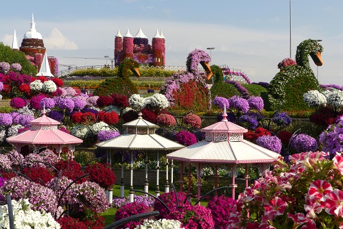 Pagodas, flower swans and petunias at Dubai Miracle Garden, UAE