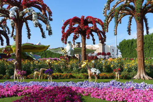 Herd of giraffes and flower trees at Dubai Miracle Garden, UAE