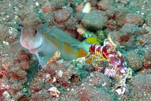 Goby and shrimp in burrow seen scuba diving in Tulamben, Bali