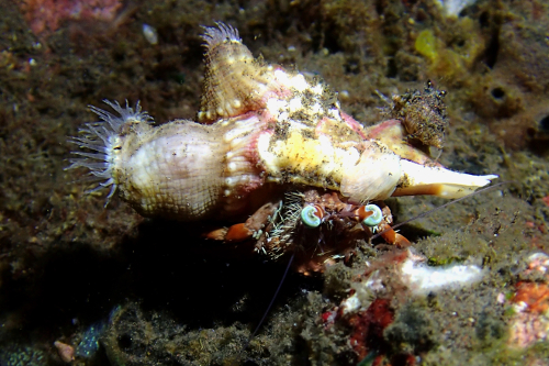 Hermit crab covered in anemones in Tulamben, Bali