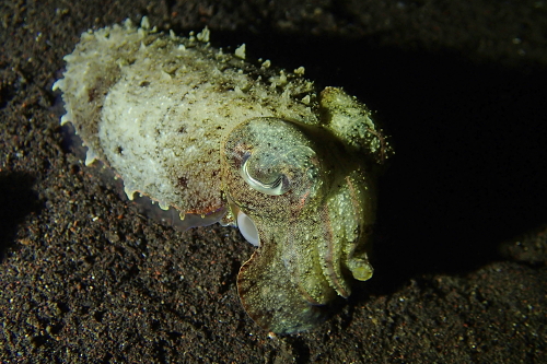 Cuttlefish seen scuba diving in Tulamben, Bali