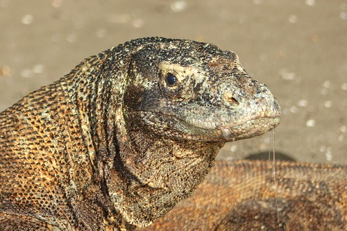 Face of a Komodo dragon on Rinca Island, Indonesia