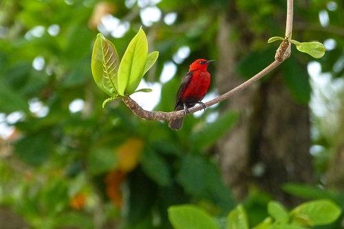 Micronesian Myzomela bird in a tree on Weno Island in Chuuk, Micronesia