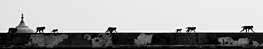 Monkeys creeping along wall of Agra Fort in India