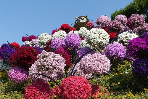 Flower owl and baskets of petunias at Dubai Miracle Garden, UAE