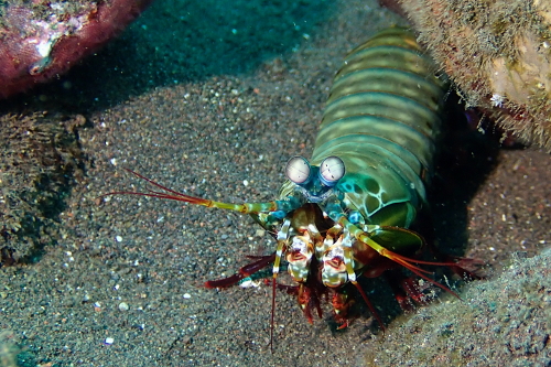 Peacock mantis shrimp seen scuba diving in Tulamben, Bali