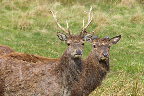 Two red deer in Lyme Park, Peak District