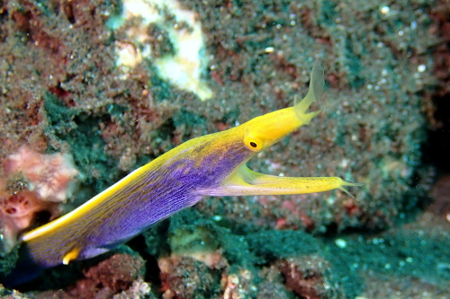 Ribbon eel seen scuba diving in Tulamben, Bali