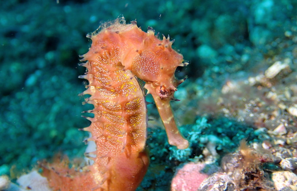 Seahorse on coral reef in Tulamben, Bali