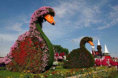 Avenue of Flower Swans at Dubai Miracle Garden, UAE