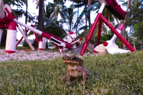 Toad on Weno Island in Chuuk, Micronesia