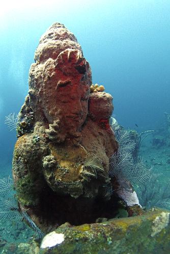 Clam covered statue at an underwater temple in Tulamben, Bali