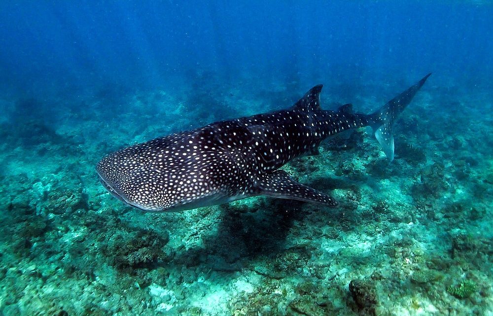 Whale shark swimming in the Maldives