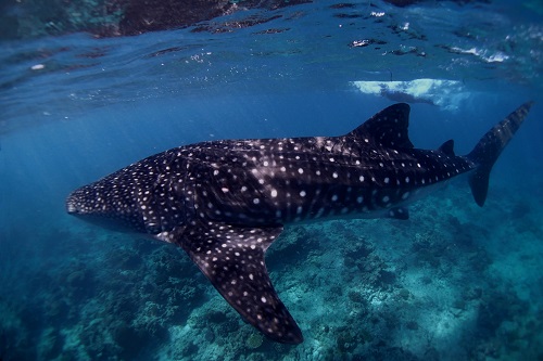 Snorkeller with a whale shark in the Maldives