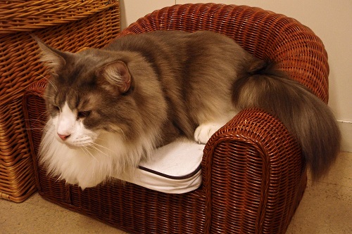 Huge cat on tiny wicker armchair at cat cafe in Osaka, Japan