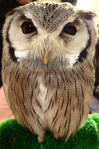 Our Favourite Bird at Wata Wata Owl Cafe in Nara, Japan