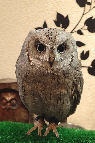 Bird at Wata Wata Owl Cafe in Nara, Japan