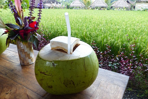 Green coconut drink with view over rice field at Campuhan in Ubud, Bali