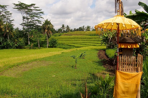 Shrine and rice terrace at Campuhan in Ubud, Bali