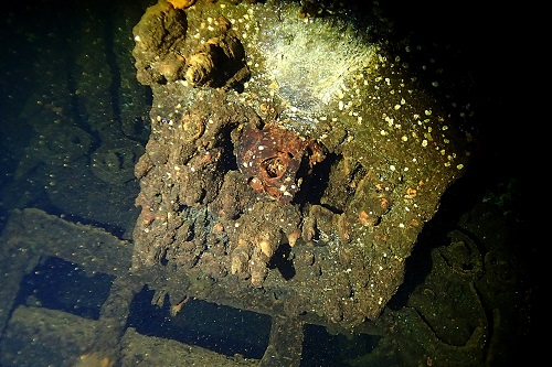 Skull fused into engine of Yamagiri Maru wreck in Chuuk Lagoon, Micronesia
