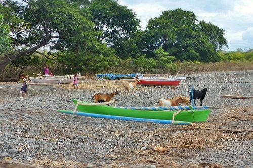 Goats and boats on Bontoh Village beach on Sangeang Island in Indonesia