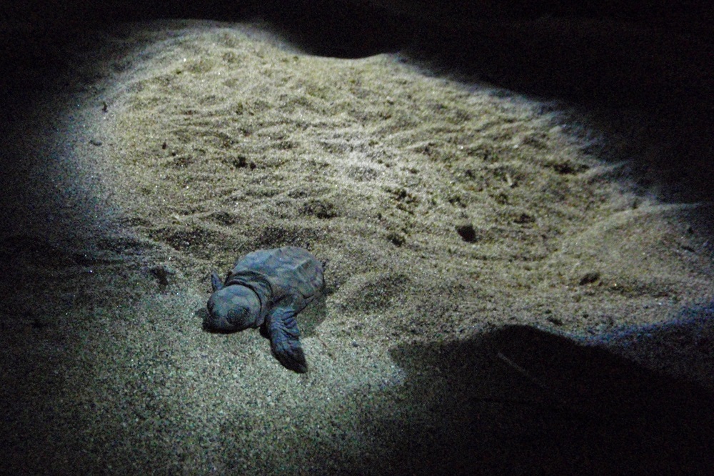 Freshly hatched baby turtle crawling across sand on Natura Beach in Cyprus