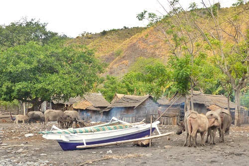 Water buffalo and a boat on Bontoh Village beach on Sangeang Island in Indonesia