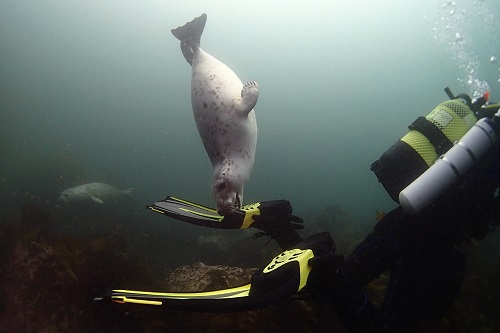 Grey seal biting diver's fin in the Farne Islands, England