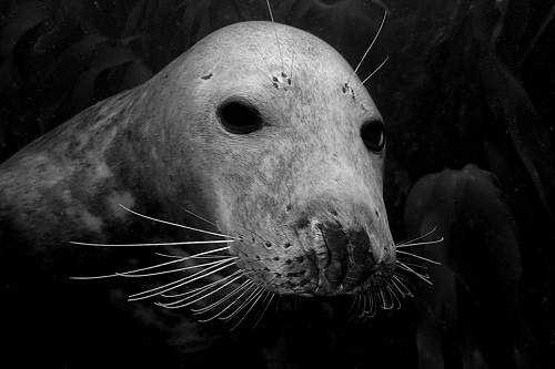 Seal face seen diving with seals in the Farne Islands, England