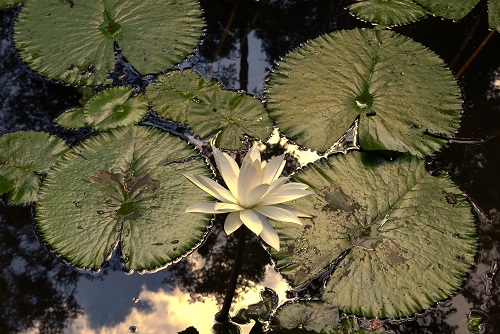 Lilies in the pond at Goa Gajah in Bali, Indonesia